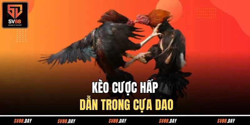 Kèo cược hấp dẫn trong cựa dao